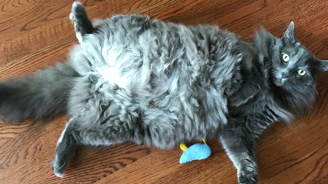 A male Nebelung cat showing his belly
