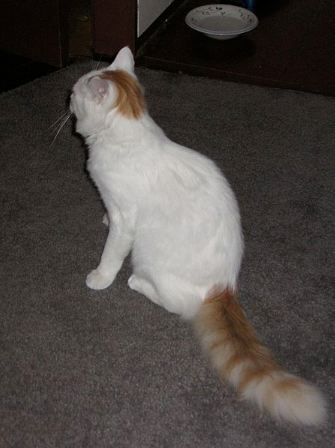 A rear view of the distinct Turkish Van cat showing the ringed tail pattern
