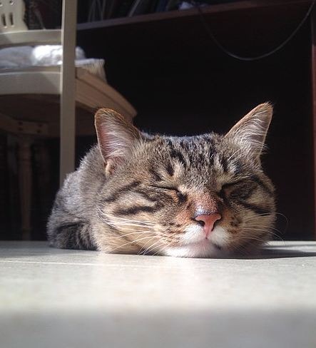 A sleeping Chinese Li-Hua cat