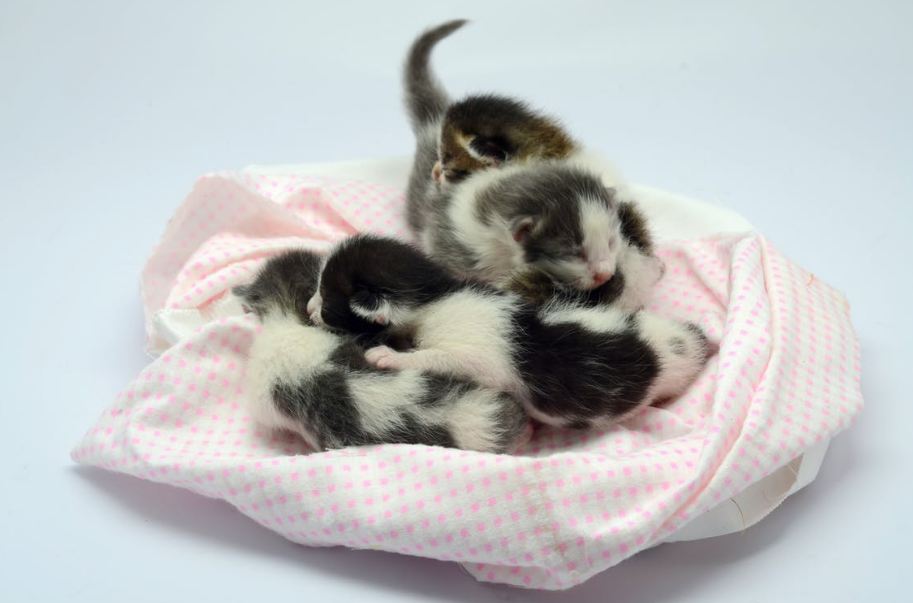 An Image Displaying White and Black Kittens Lying on Pink and White Textile.