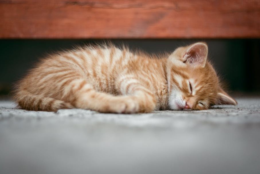 An Orange Tabby Cat Lying on the Floor.