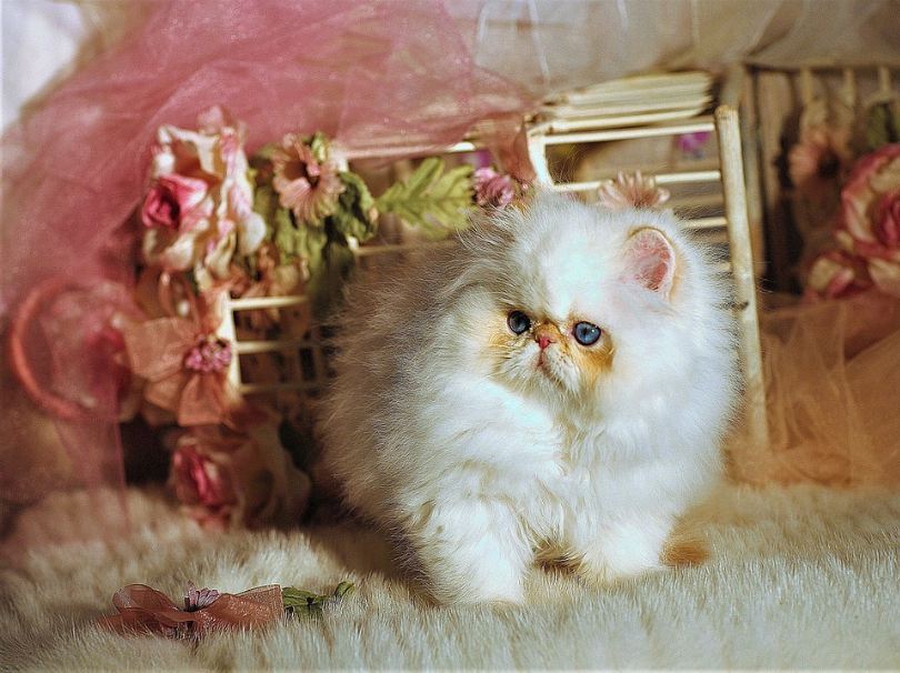 An adorable Minuet cat, with a Persian-like face and the Munchkin’s short legs