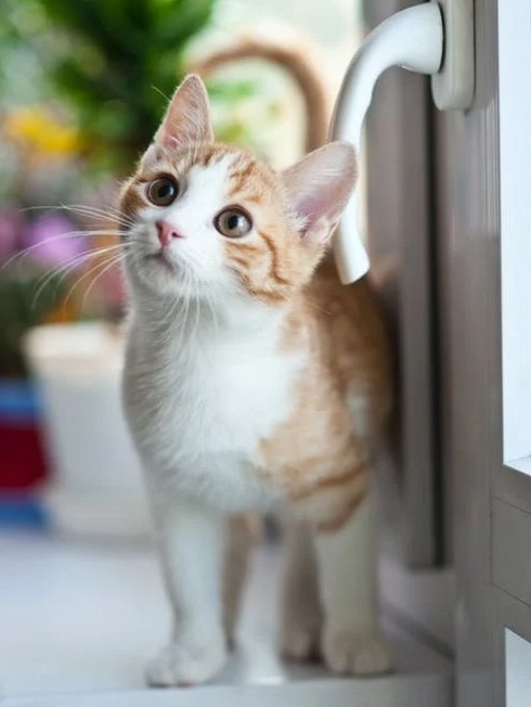 An indoors kitten