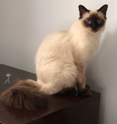 An old-style seal point Balinese cat