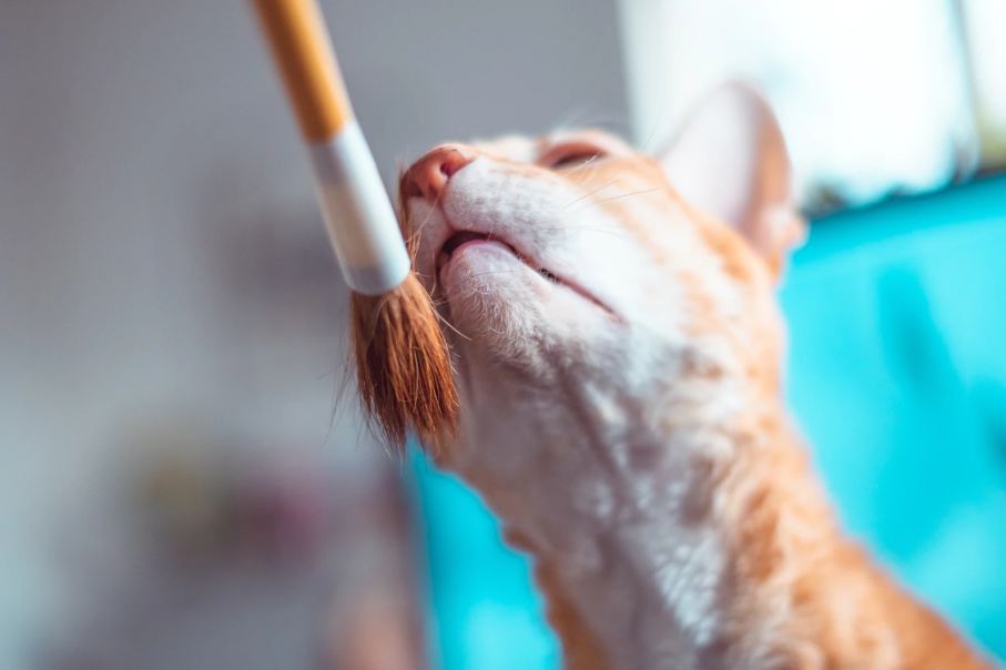 Brush and Bathe Your Kitten Regularly