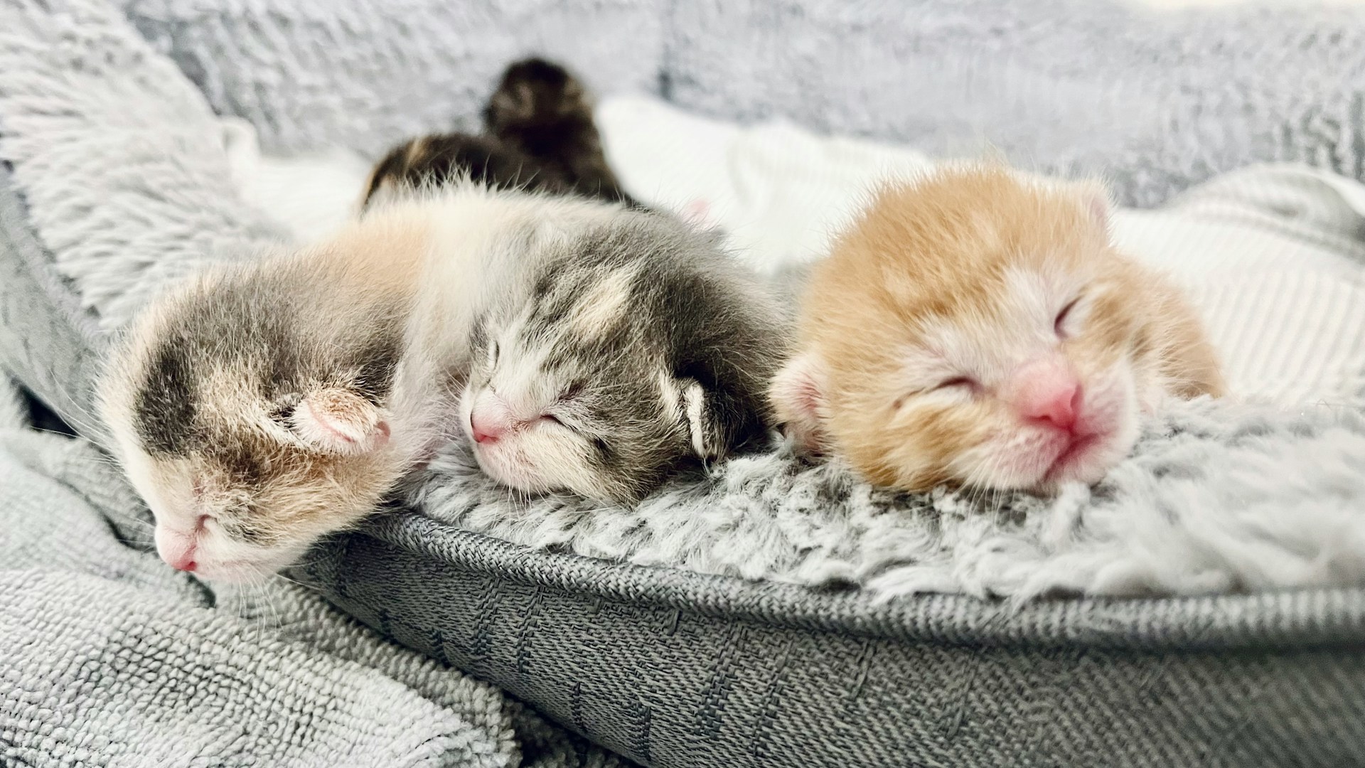 How to Care for an Abandoned Newborn Kitten