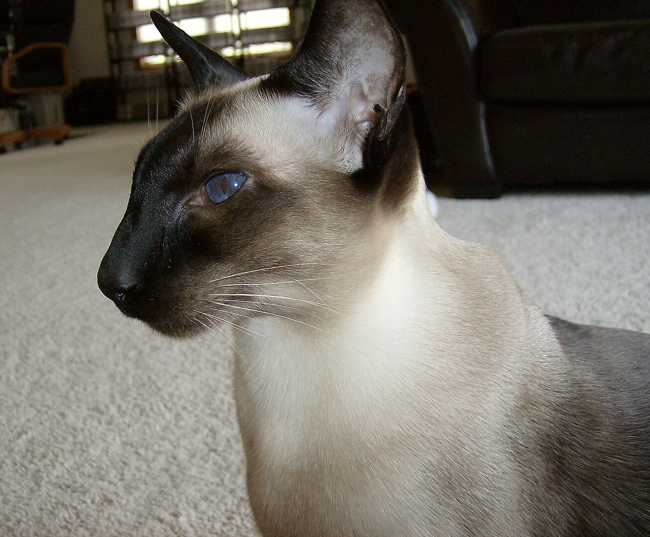 The Chatty and Sophisticated Siamese Cat