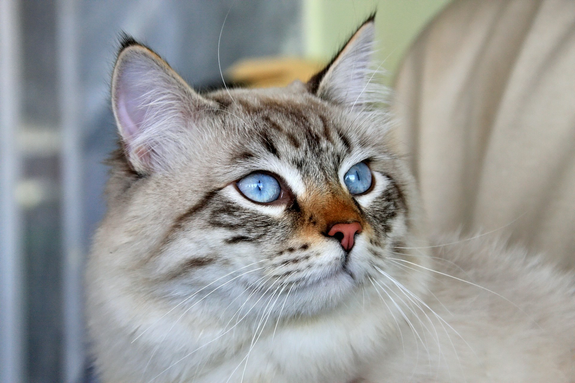 The Fearless and Exquisite Siberian Cat