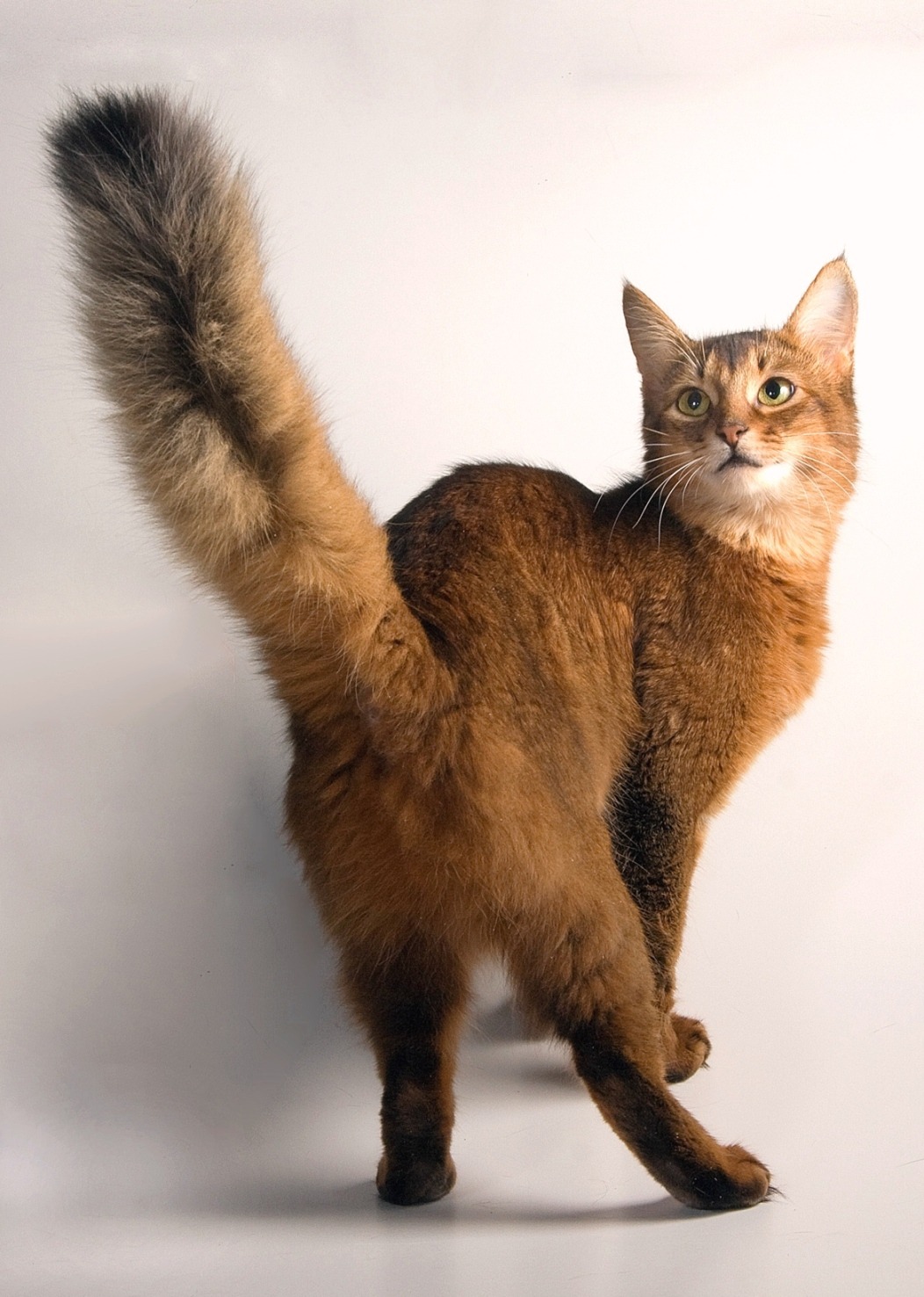 The Determined and Animated Somali Cat