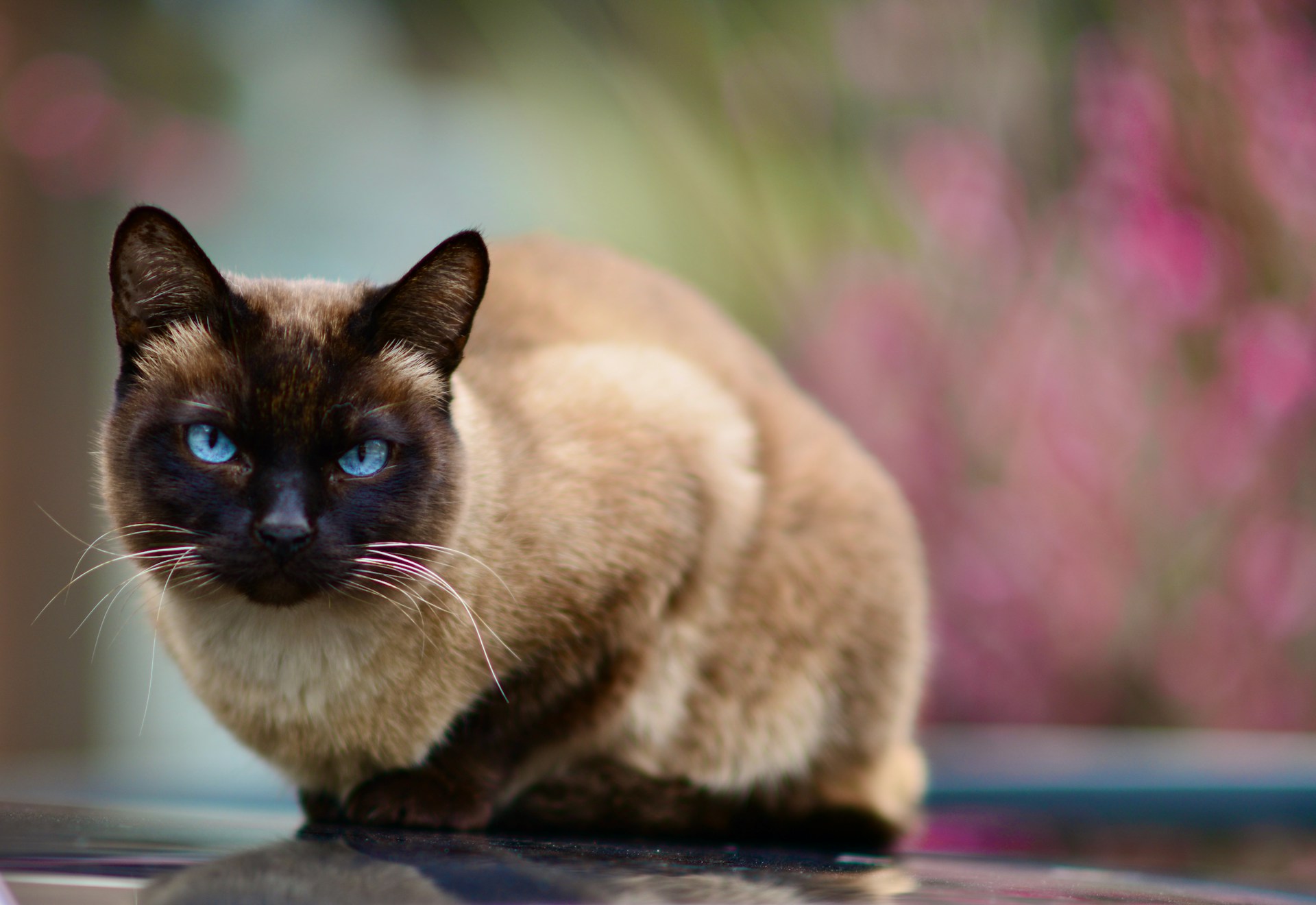 The Brilliant and Lively Tonkinese Cat