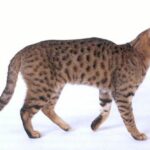 The California Spangled cat with its leopard-like coat