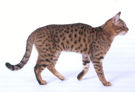 The California Spangled cat with its leopard-like coat
