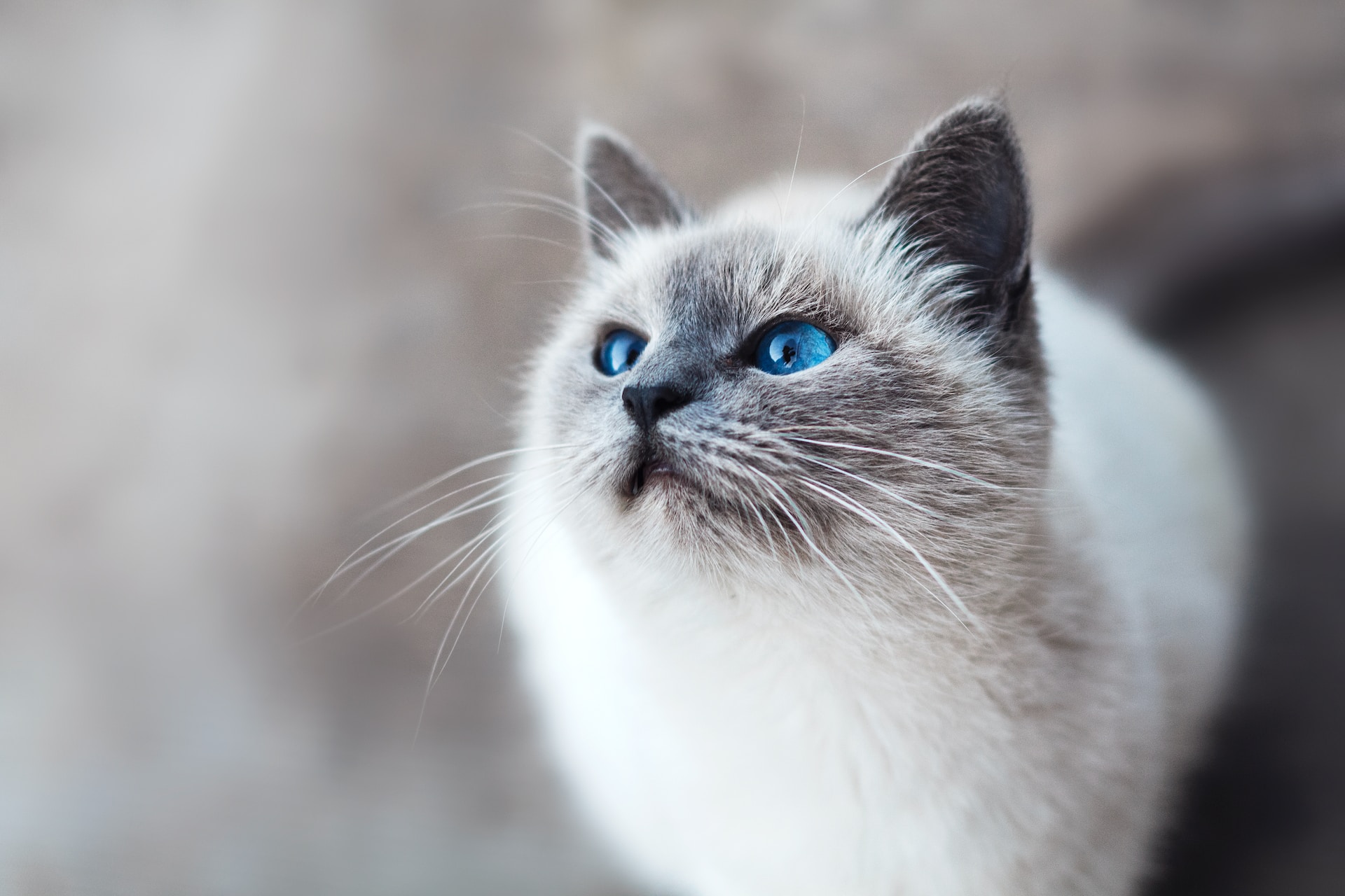 The Graceful and Verbose Balinese Cat