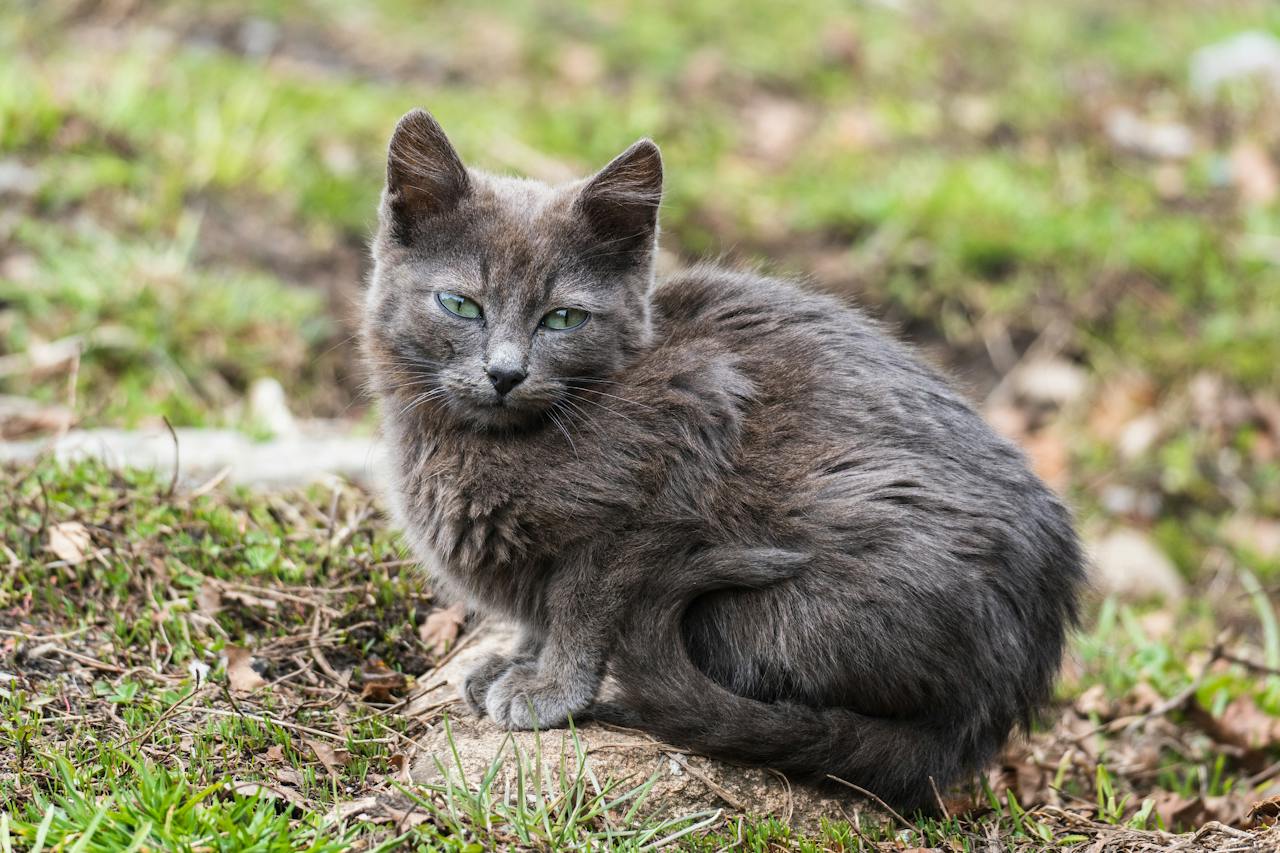 The Mild-Mannered and Timid Nebelung Cat
