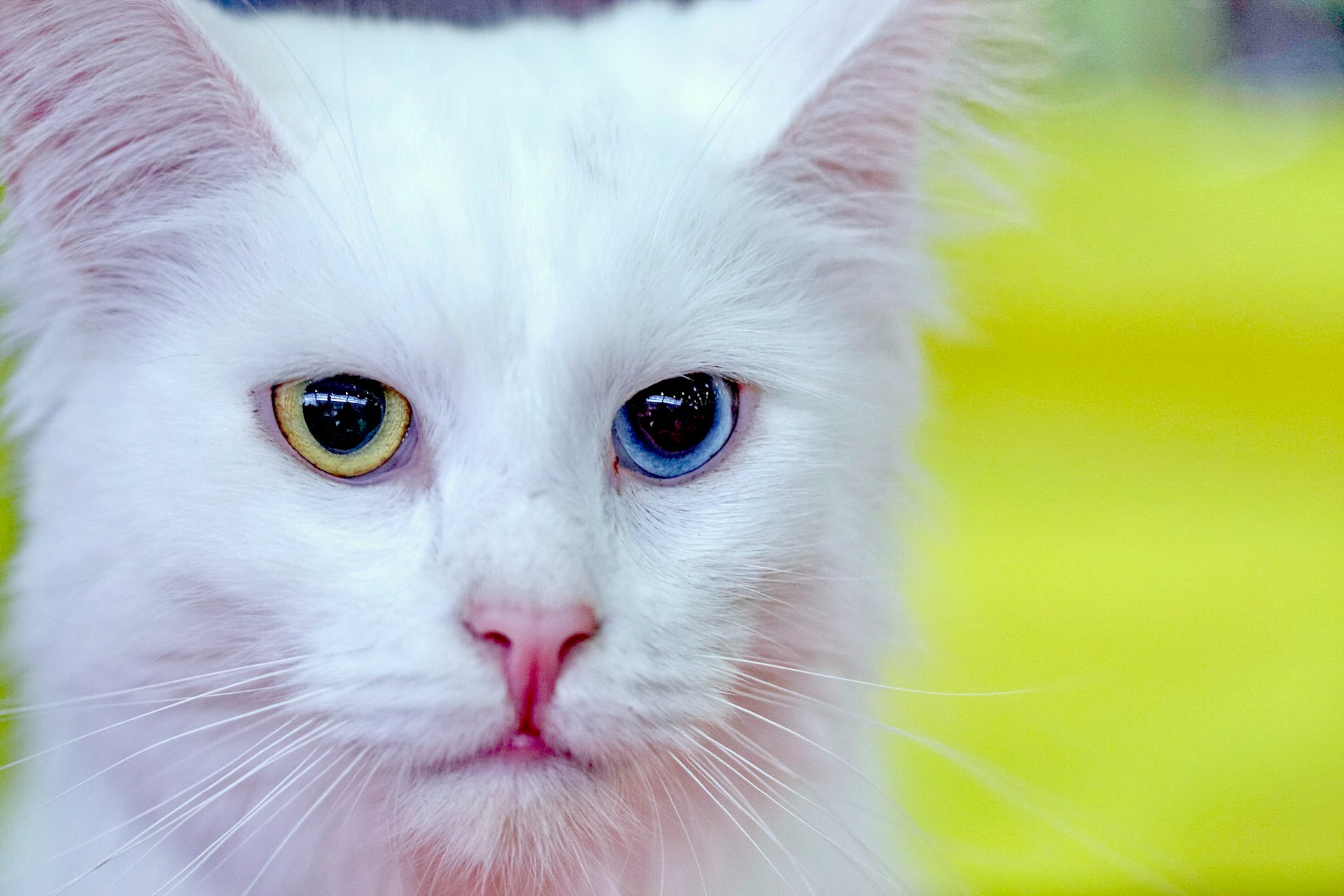 The Adamant and Fun-loving Turkish Angora Cat