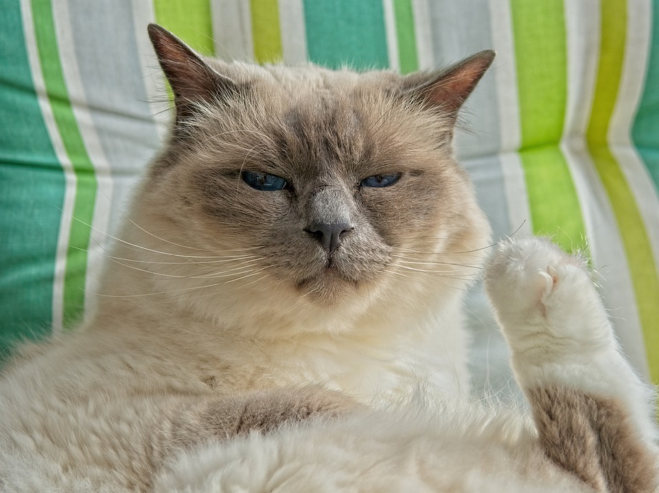 A Birman cat seemingly about to scratch its face