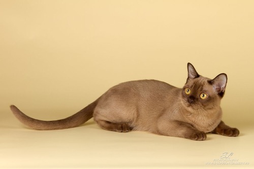 A Burmese cat holds the record for being the longest living cat