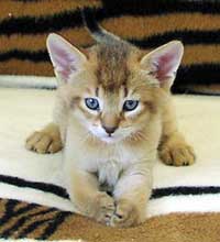 A Chausie kitten