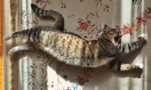 A Chinese Li-Hua cat stretching