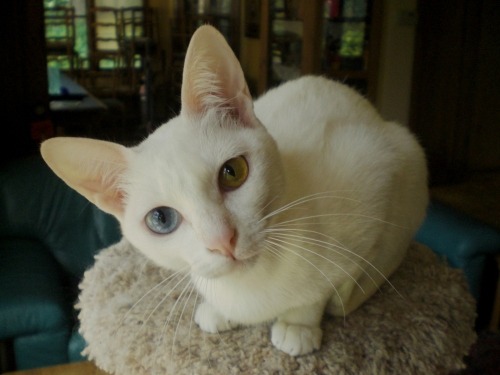 A Khao Manee cat with odd eyes