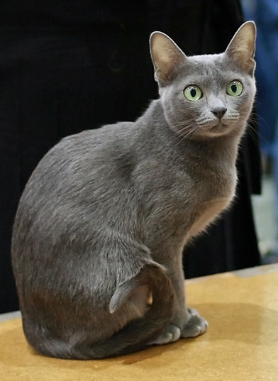 A Korat with its distinct bluish-gray coat