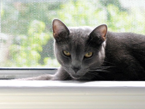 A Russian Blue cat keenly staring