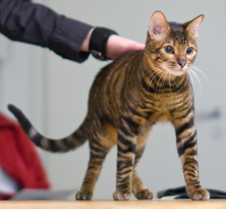 A Toyger in a cat show