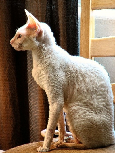 A White Cornish Rex cat