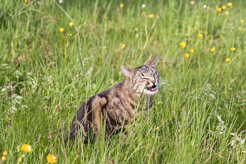 A cat eating grass outdoors