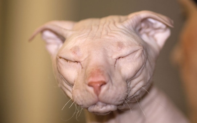 A close-up look at the Ukrainian Levkoy cat
