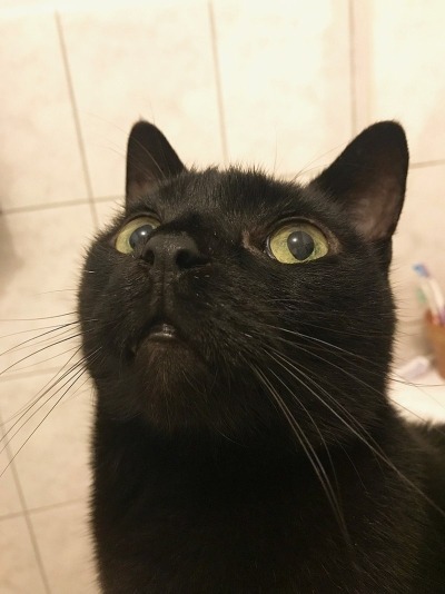 A close-up look of a Bombay Cat
