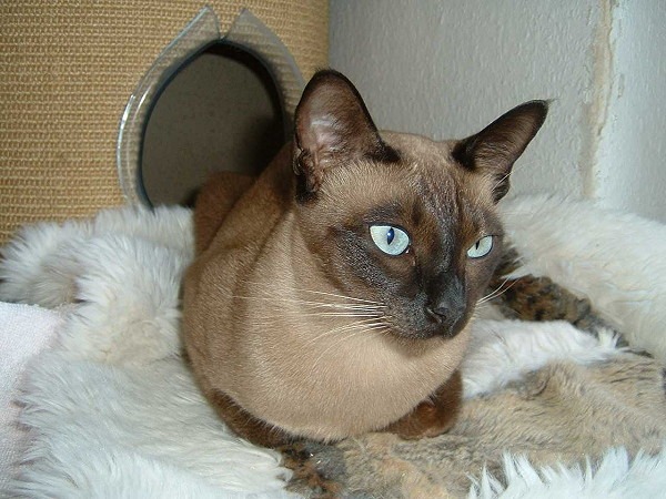 A natural mink Tonkinese cat
