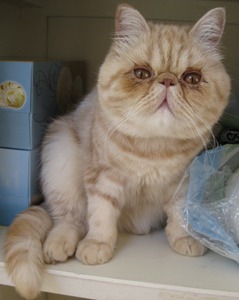 A one-year-old Exotic Shorthair cat