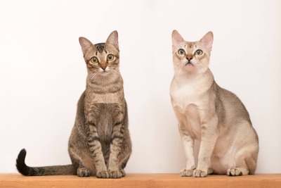 A raw and a pedigreed Singapura cat