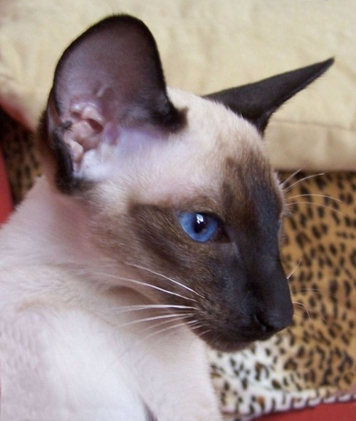 A seal point Siamese cat