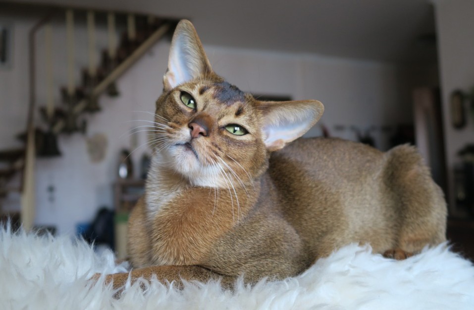 Abyssinian cats are an excellent fit for more active homes