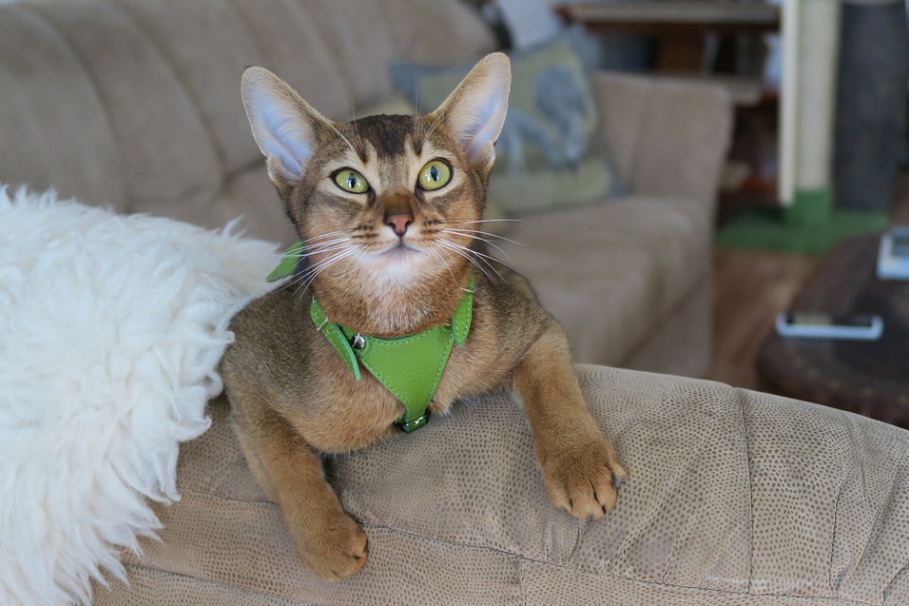 Abyssinians are friendly cats brimmed with high intelligence making them a very trainable breed