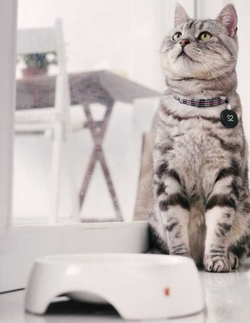 American Shorthairs boasts extraordinary mousing abilities that helped many people get rid of vermins for many centuries