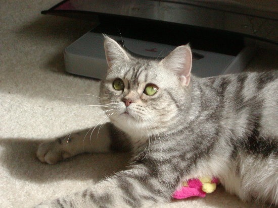 An American Shorthair cat makes a great apartment cat due to its mellow nature