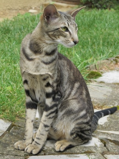 An adult tabby Oriental cat