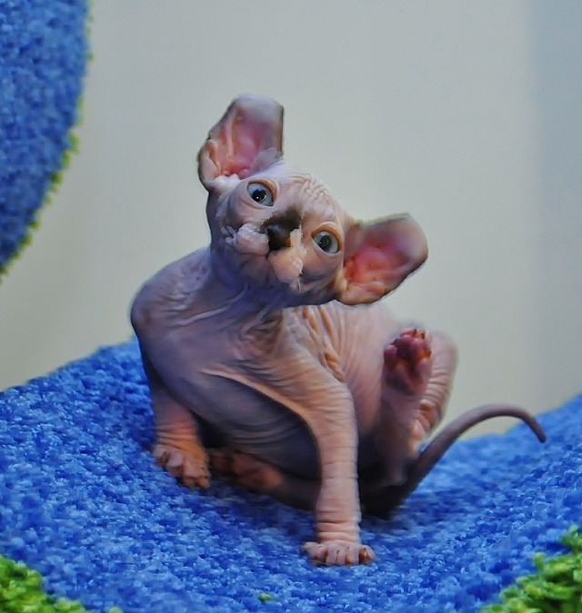 An elf cat with its curled ears and wrinkled skin