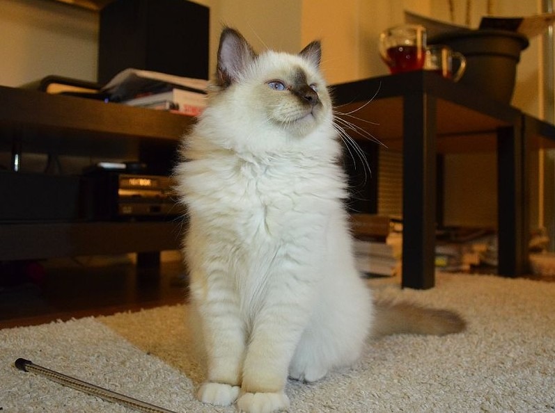 Birman cats are an ideal choice for first-time owners looking for a sweet and affectionate feline friend