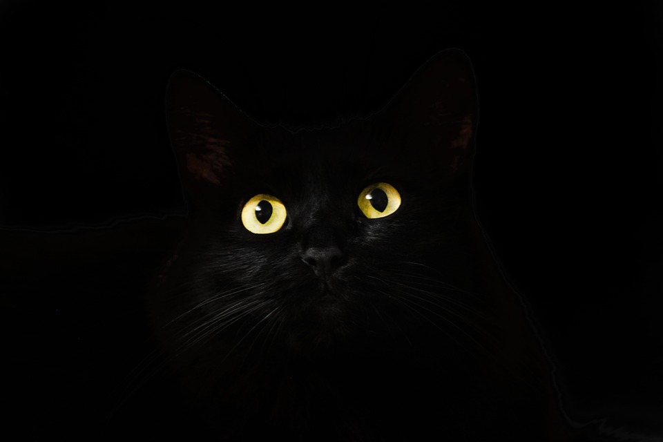 Black cats are often associated with bad luck