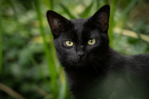 Black cats are said to witches in disguise