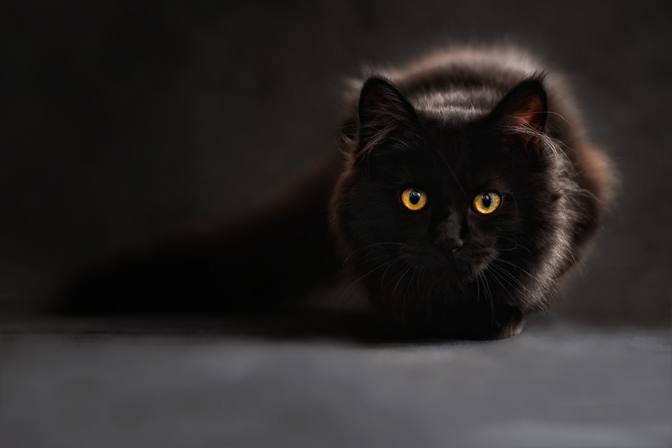 Black cats are surrounded by many myths and superstitions