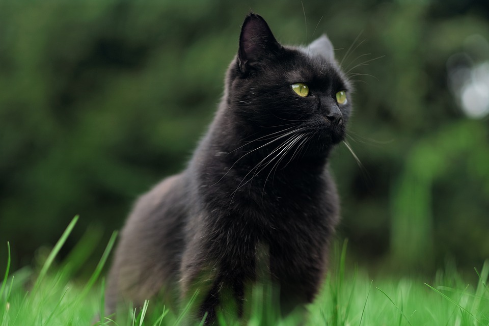 Black cats have higher turnover rates to shelters