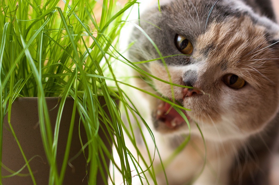 British Shorthair cat eating grass