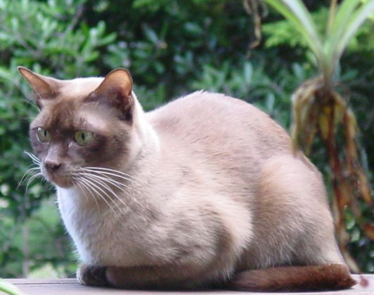 Burmese cats’ are extremely loyal to their families, making it easier to train them.