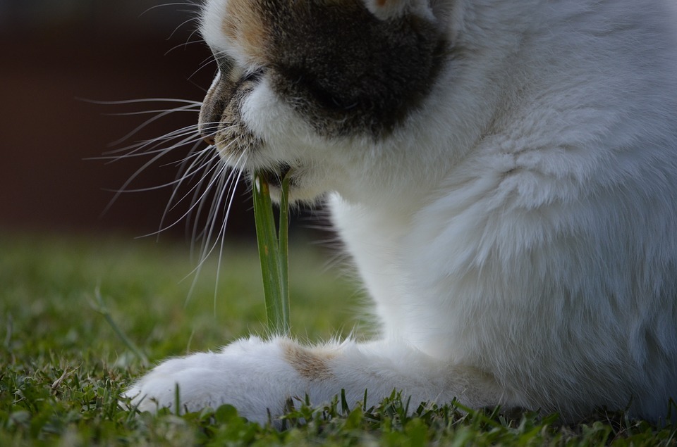 Cat snacking on grass outdoors