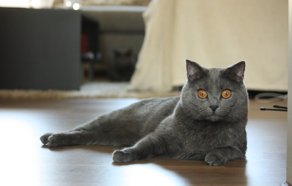 Chartreux cats are natural-born hunters with a sweet-tempered demeanor
